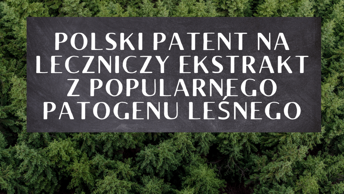 Polski patent na leczniczy ekstrakt z  popularnego patogenu leśnego